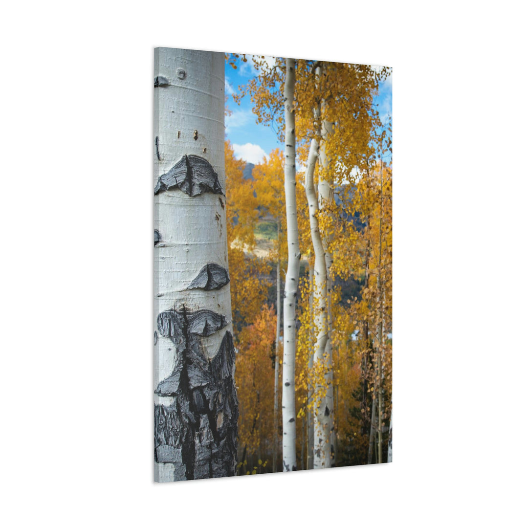 Aspens Changing - Canvas