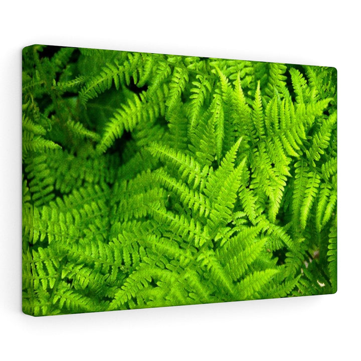 Ferns, Ferns, Ferns - Canvas