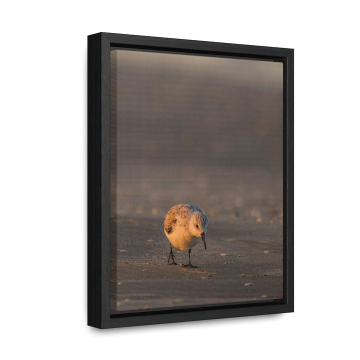 Feeding Sanderling - Canvas with Frame