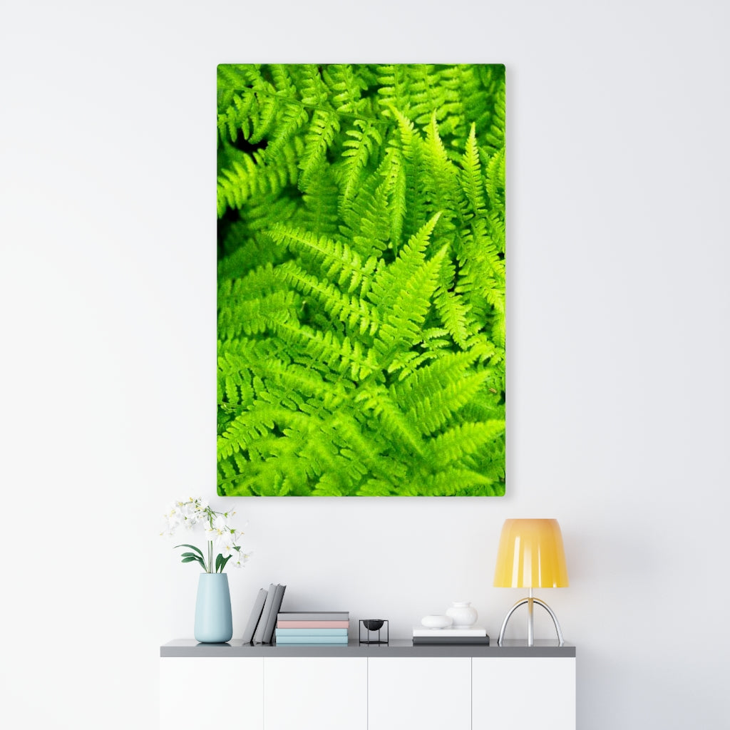 Ferns, Ferns, Ferns - Canvas