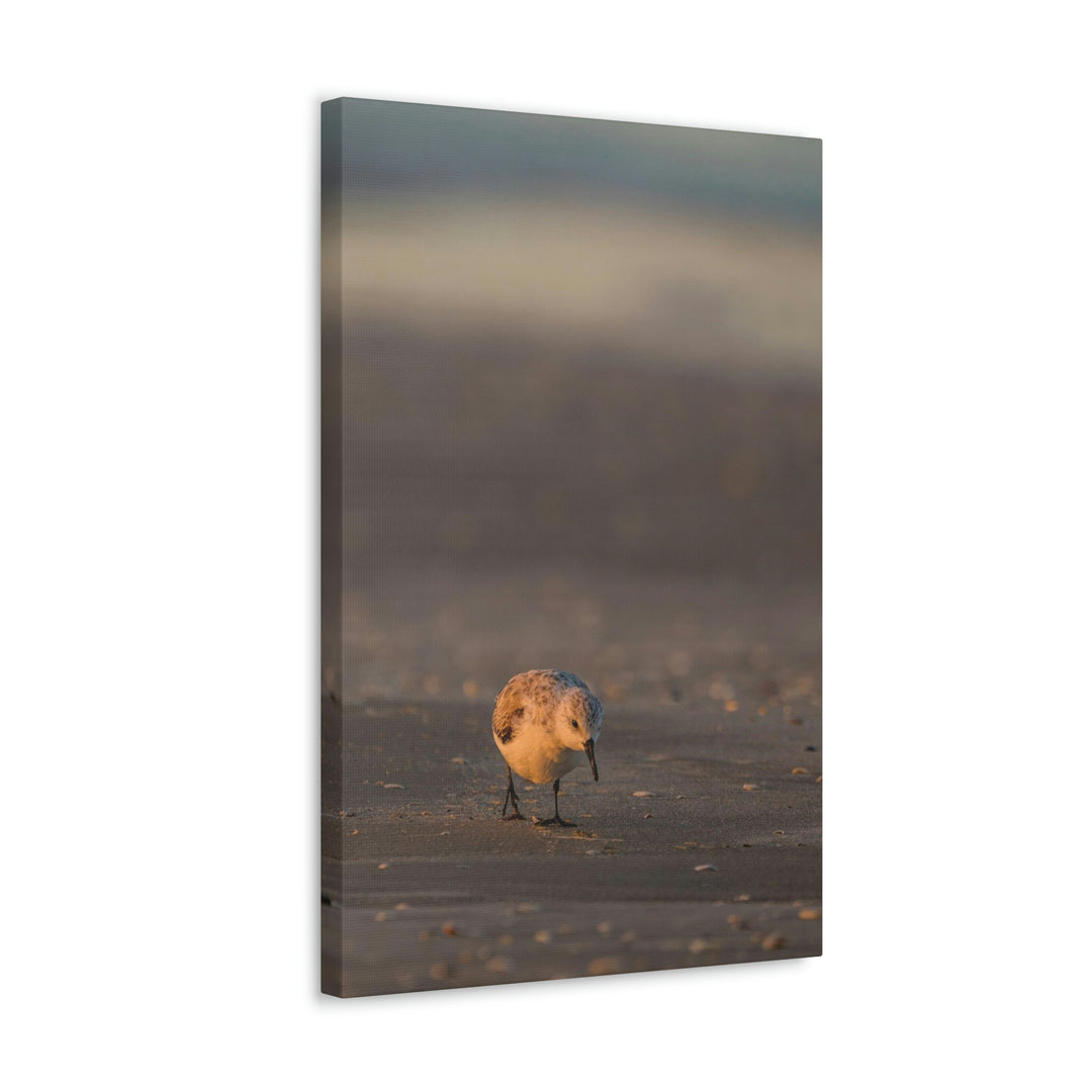 Feeding Sanderling - Canvas