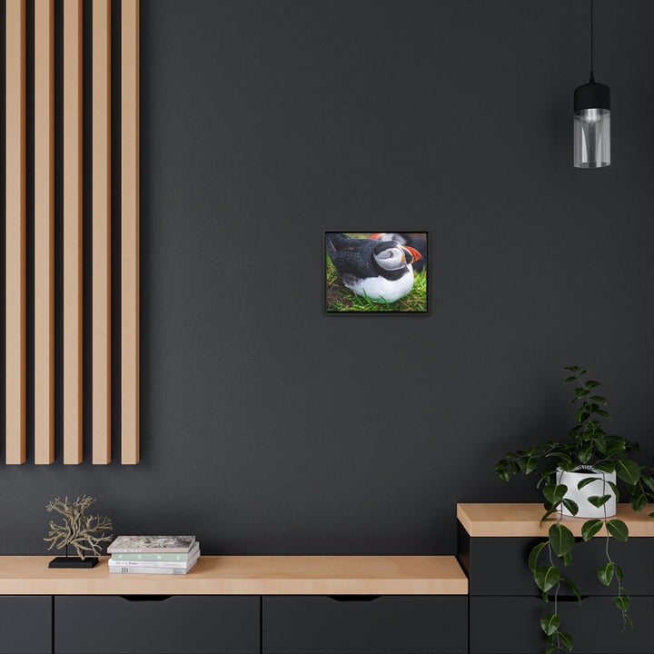 Resting Puffin - Canvas with Frame