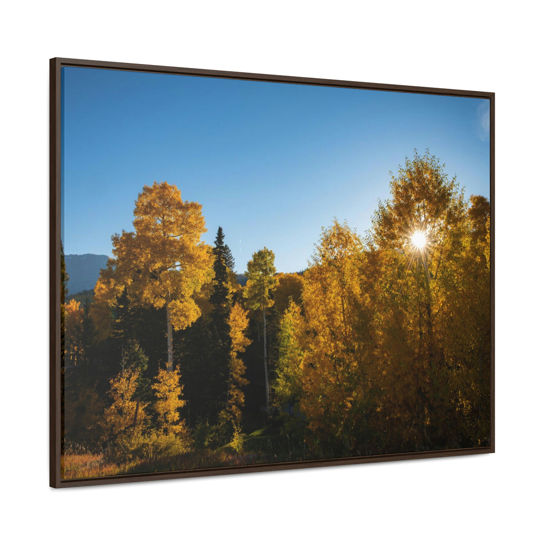 Sun Through the Aspens - Canvas with Frame