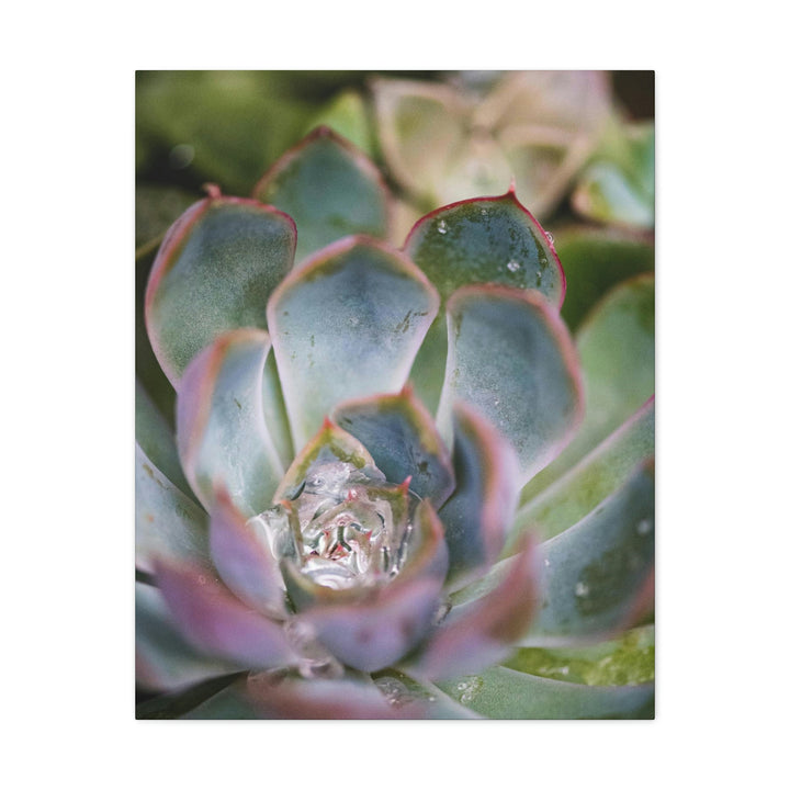 Stunning Succulent - Canvas