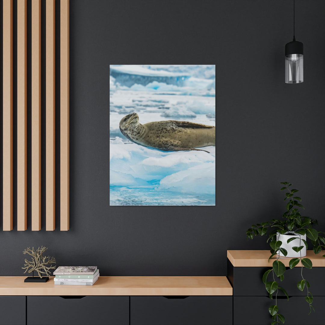 Leopard Seal Relaxing - Canvas