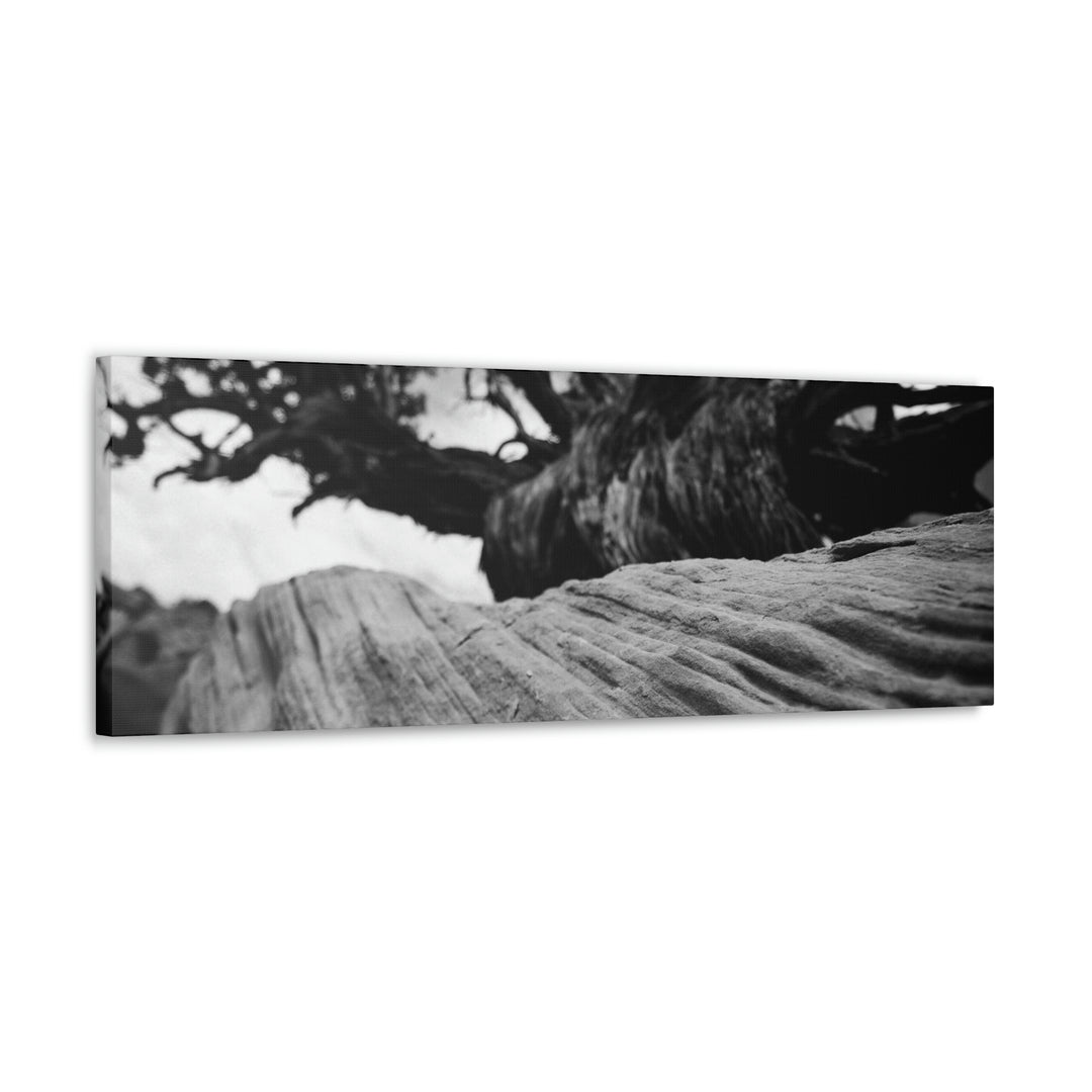 Desert Reach in Black and White - Canvas