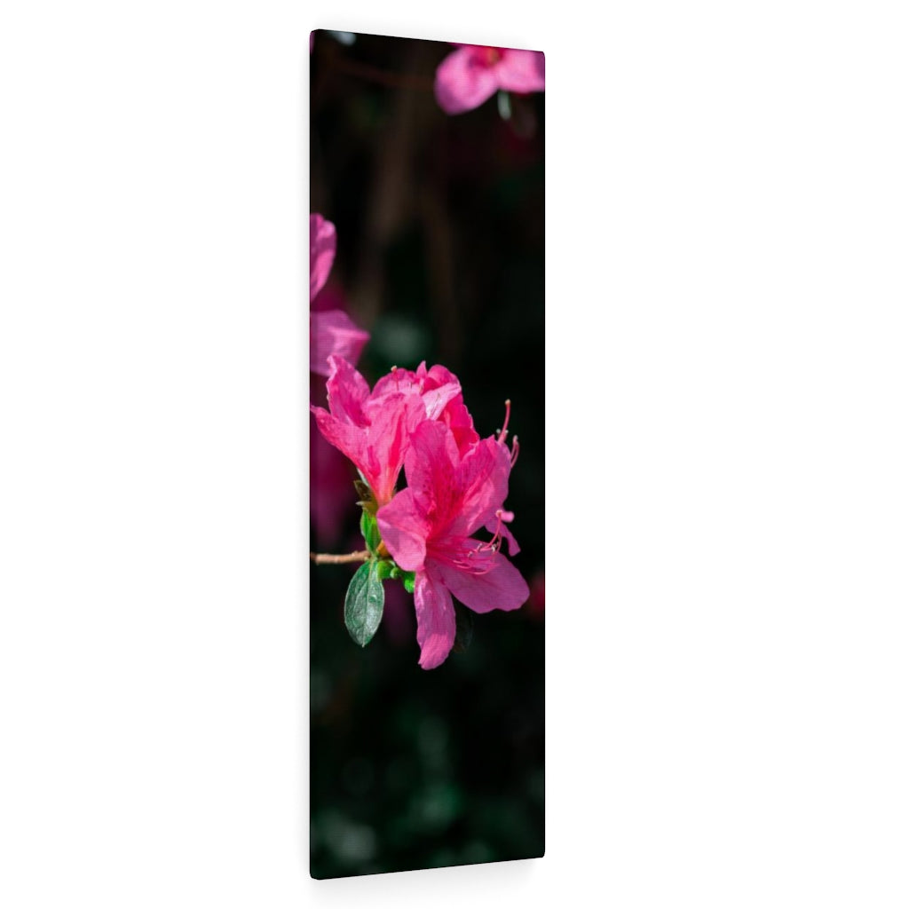 Standout Azalea - Canvas