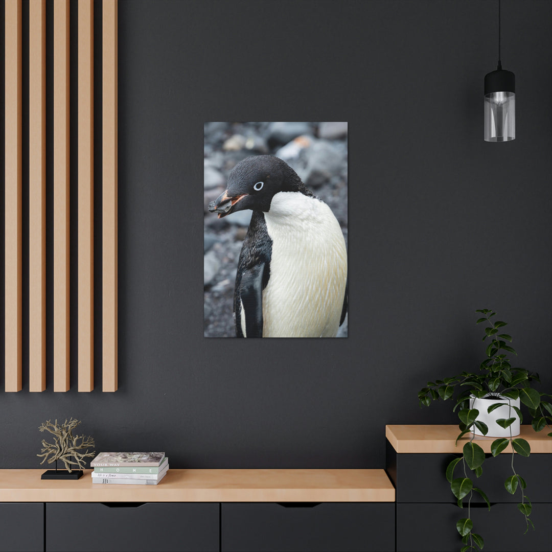 A Penguin's Pebble - Canvas