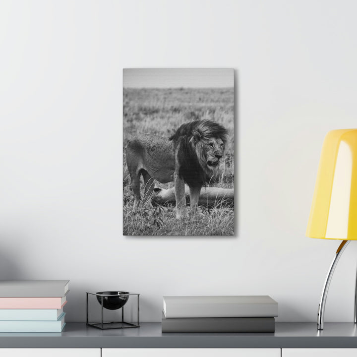 Mating Lions in Black and White - Canvas