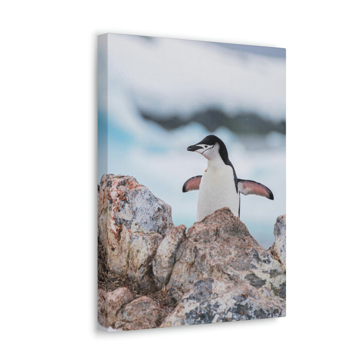 Stretched Penguin - Canvas