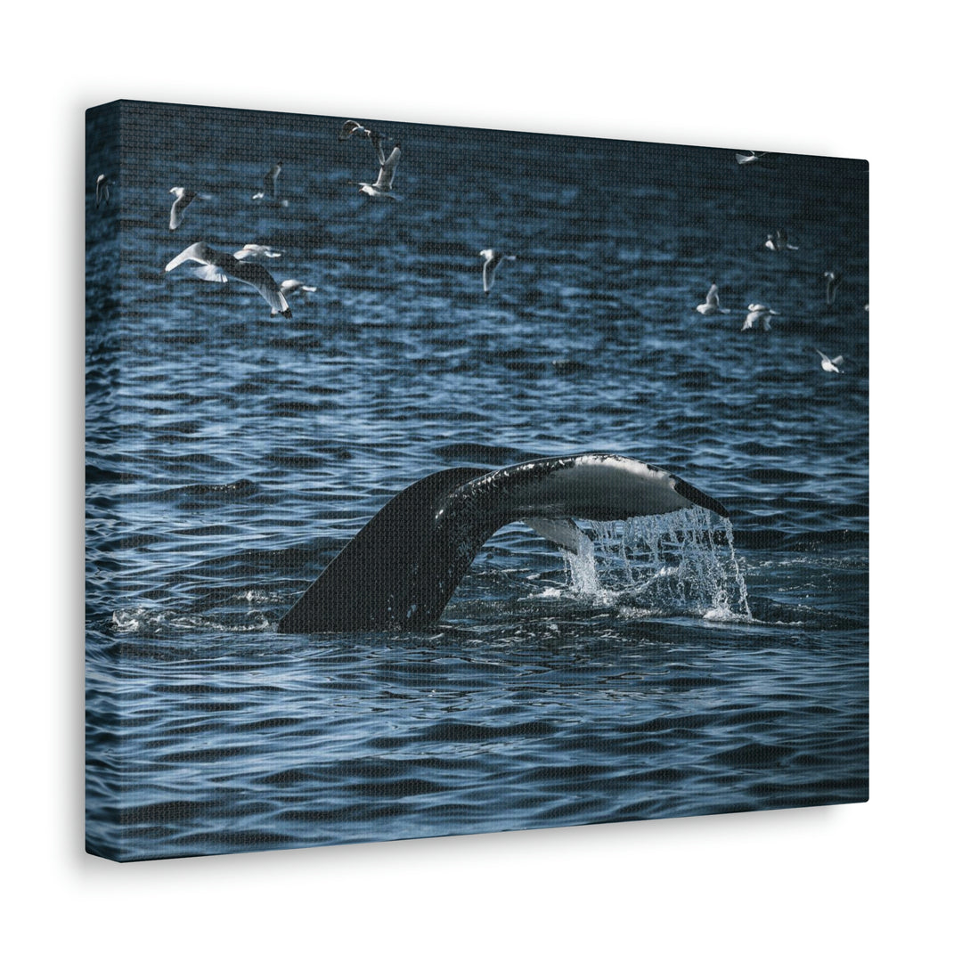 Feeding Tail - Canvas