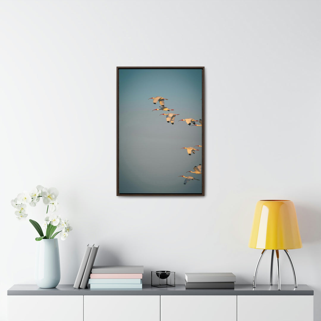 White Ibis in Flight - Canvas with Frame