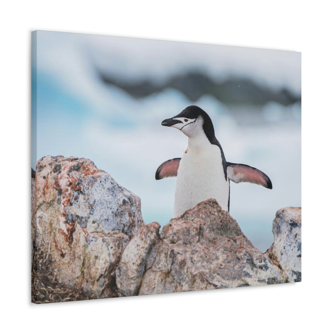 Stretched Penguin - Canvas