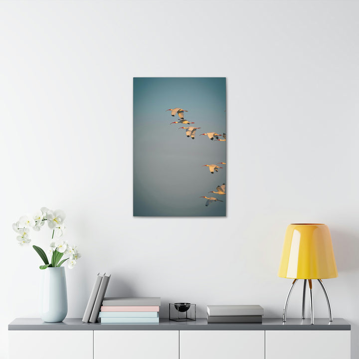 White Ibis in Flight - Canvas