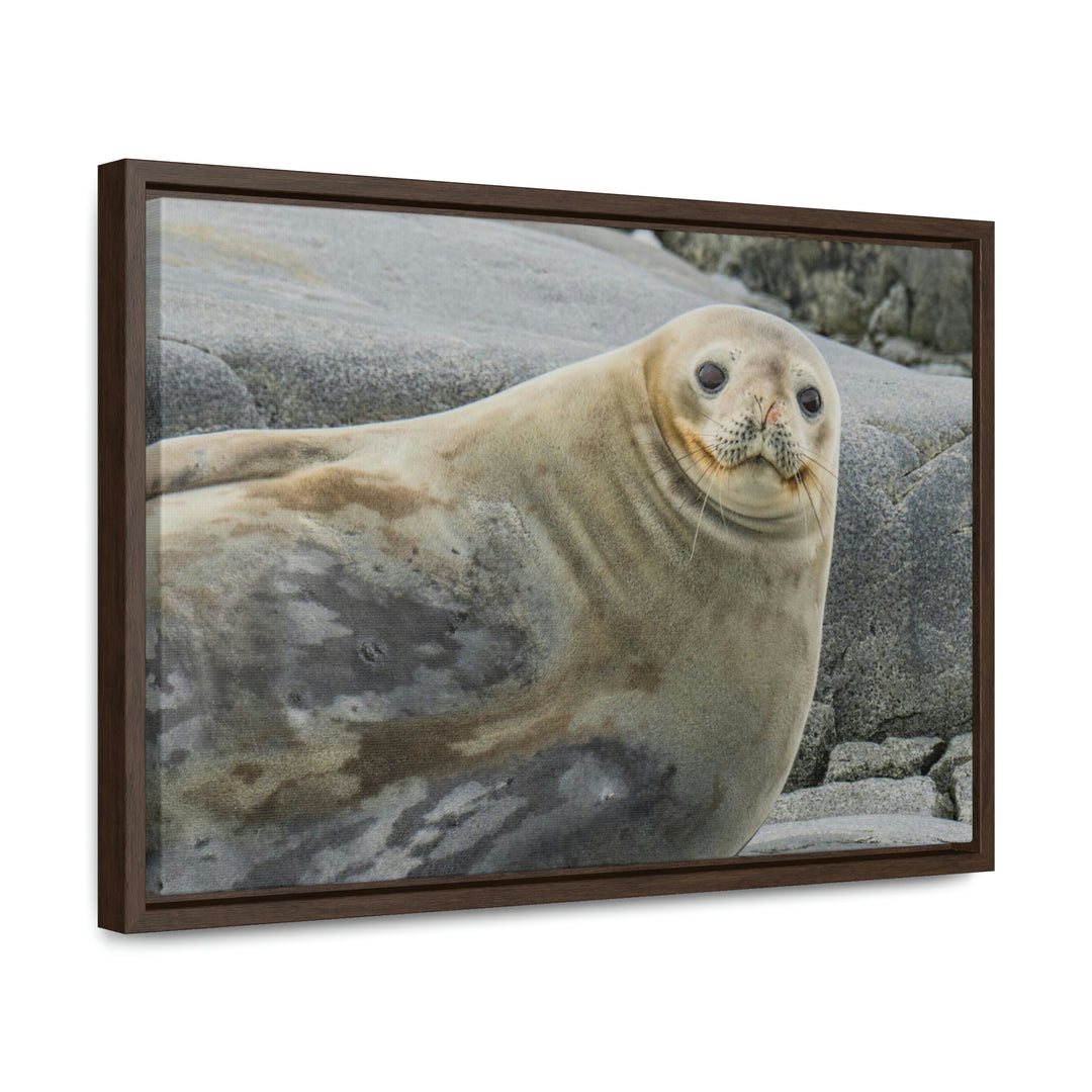 Weddell Smile - Canvas with Frame