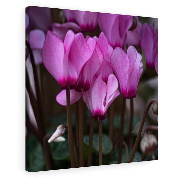 Cyclamen Reach - Canvas