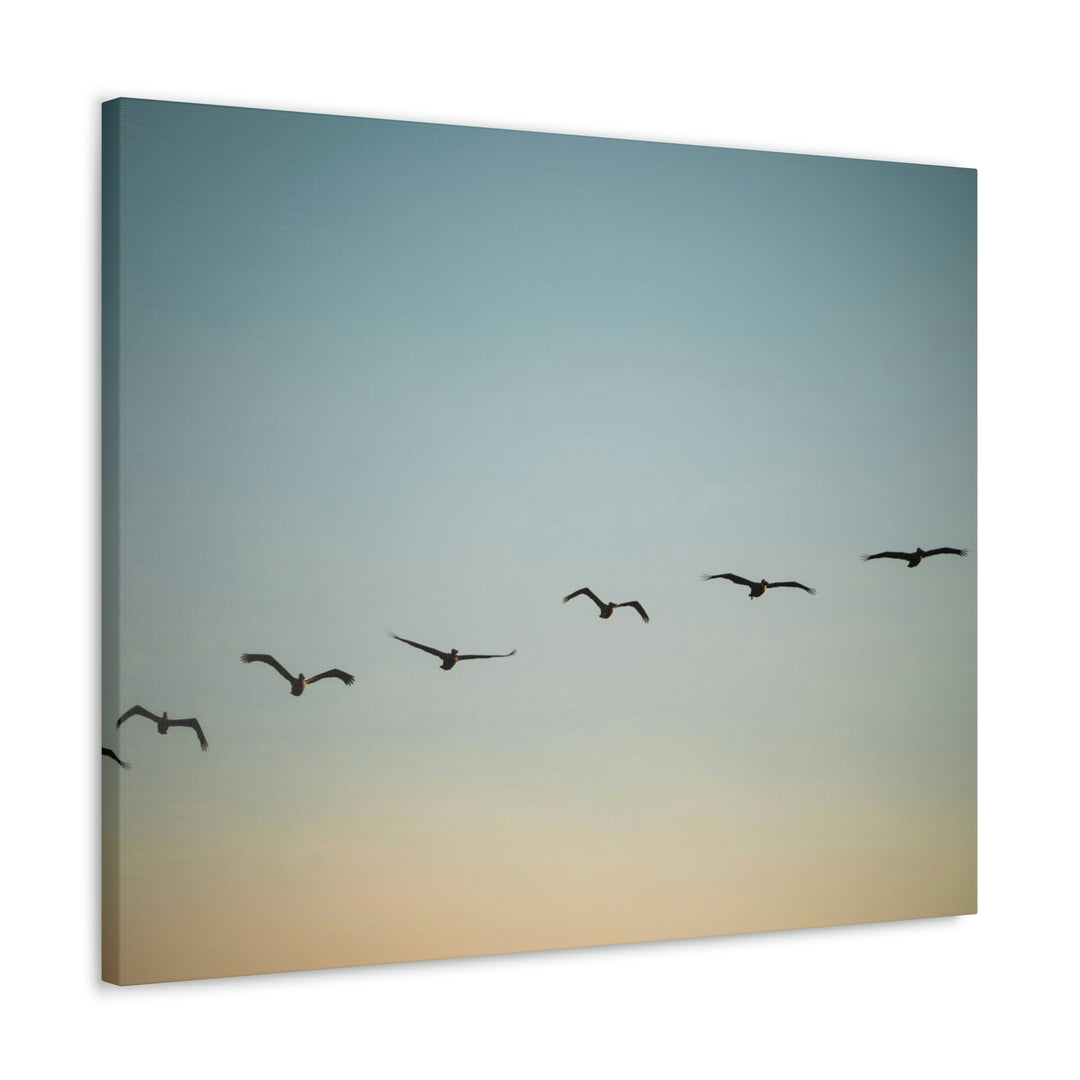 Brown Pelicans in Flight - Canvas