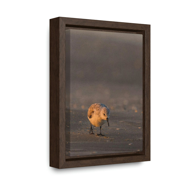 Feeding Sanderling - Canvas with Frame