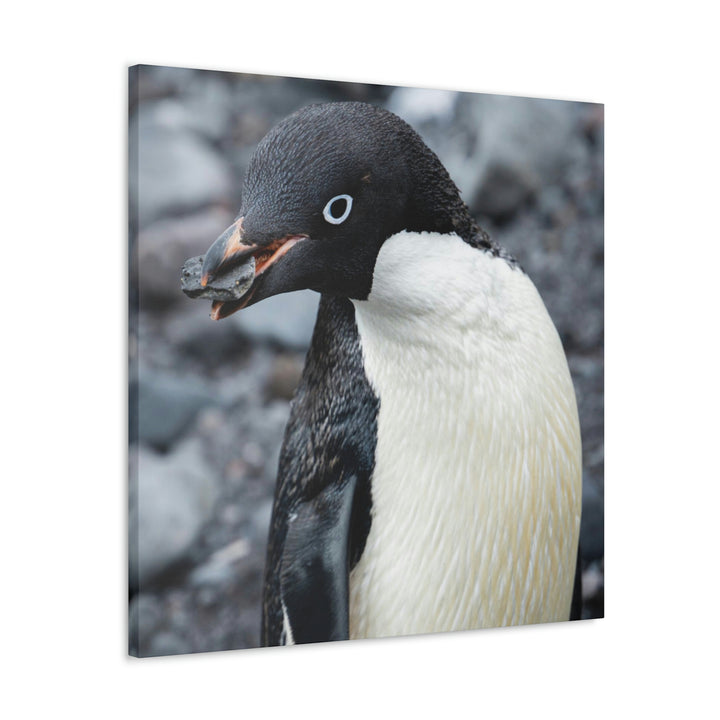 A Penguin's Pebble - Canvas