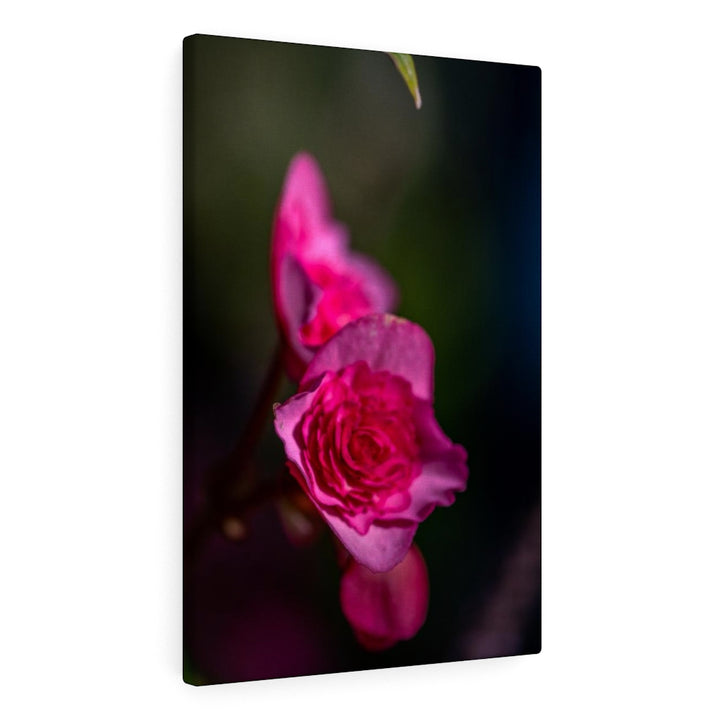 Hybrid Tea Lily - Canvas