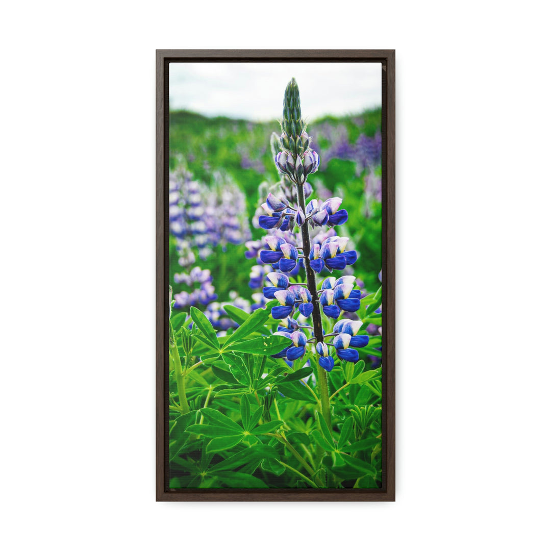 Glowing Lupin - Canvas with Frame