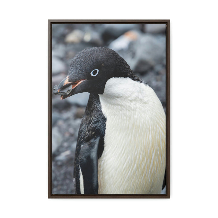 A Penguin's Pebble - Canvas with Frame