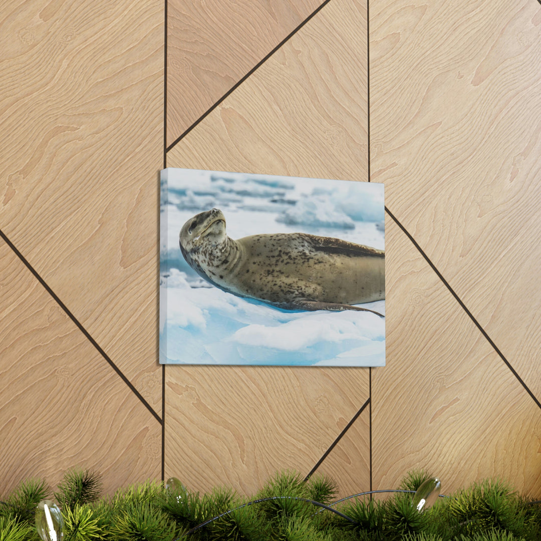 Leopard Seal Relaxing - Canvas