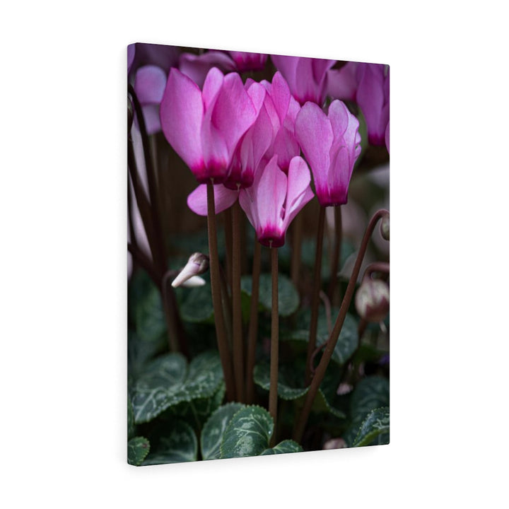 Cyclamen Reach - Canvas