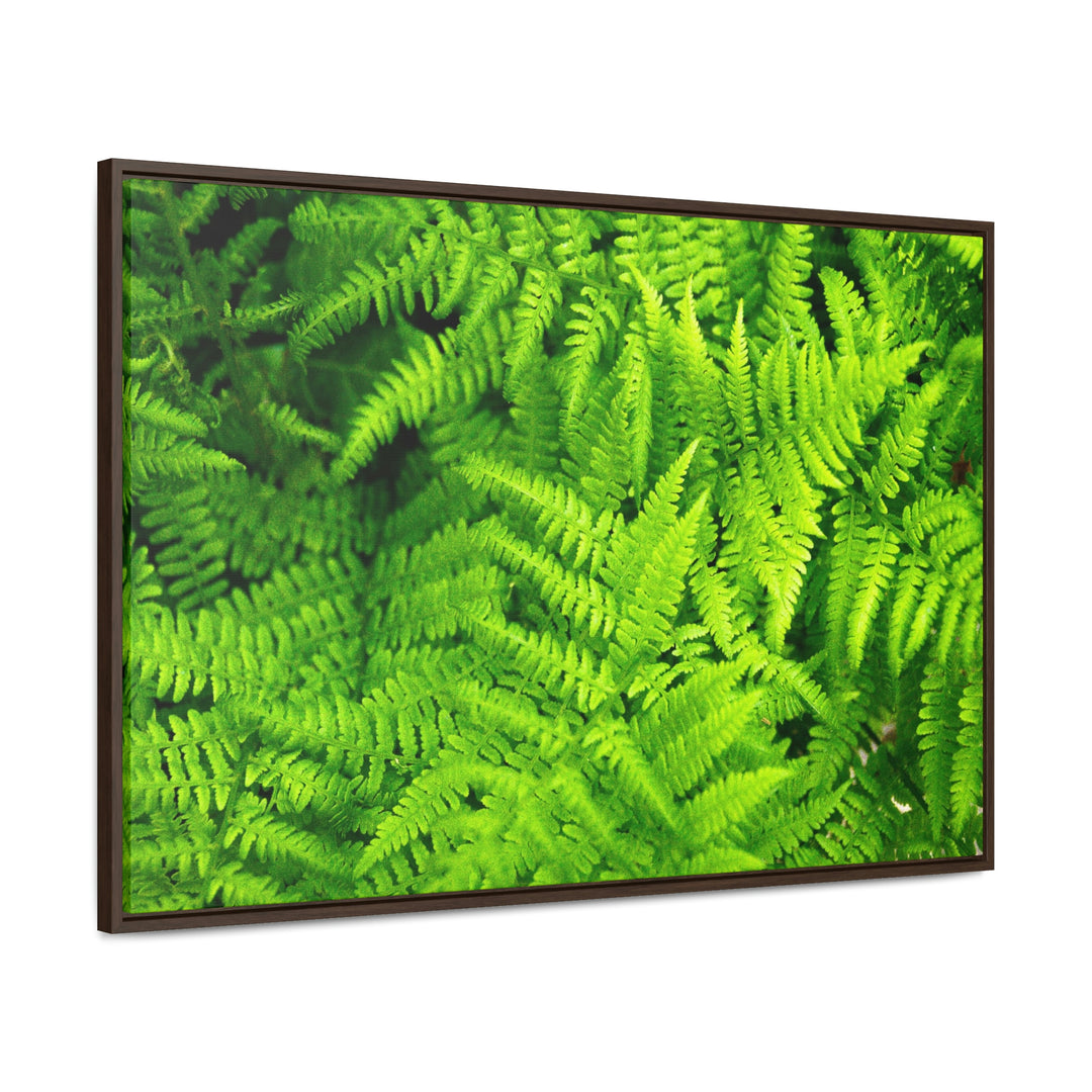 Ferns, Ferns, Ferns - Canvas with Frame