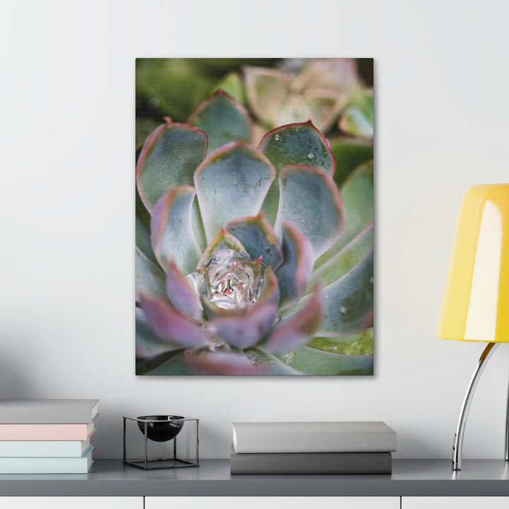 Stunning Succulent - Canvas