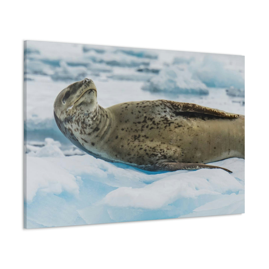 Leopard Seal Relaxing - Canvas