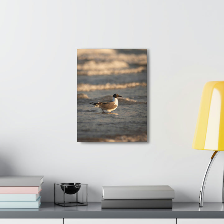 Laughing Gull in the Surf - Canvas