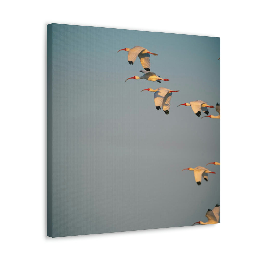 White Ibis in Flight - Canvas