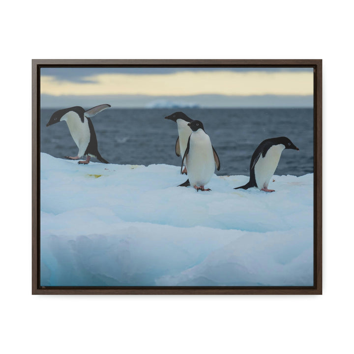 Penguin Dance - Canvas with Frame