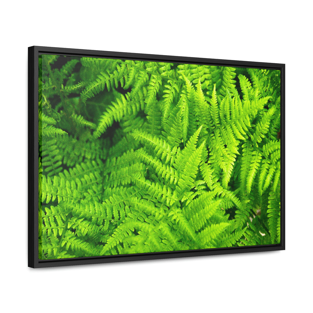 Ferns, Ferns, Ferns - Canvas with Frame