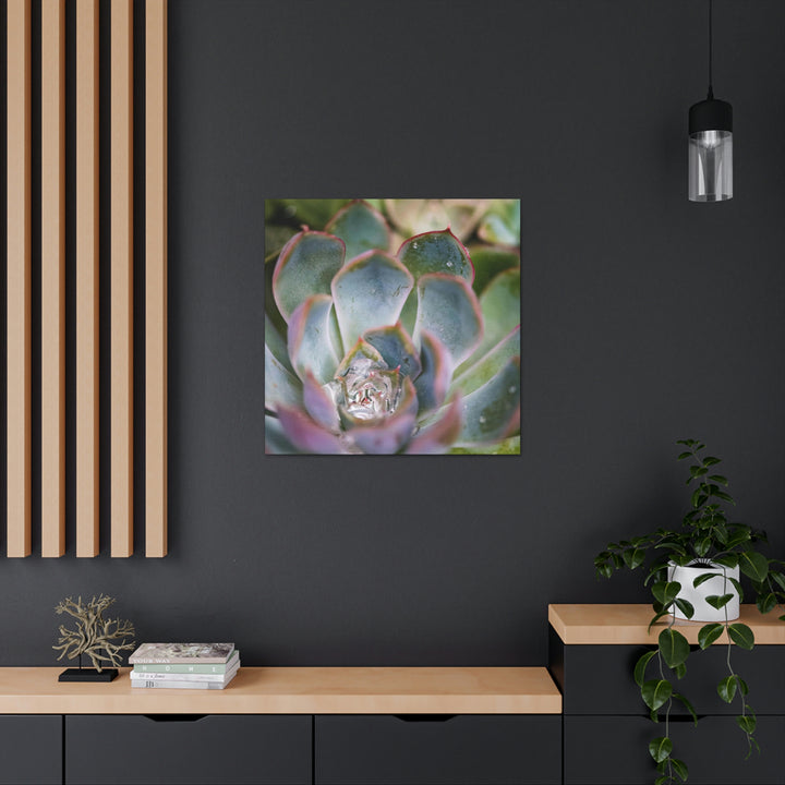 Stunning Succulent - Canvas