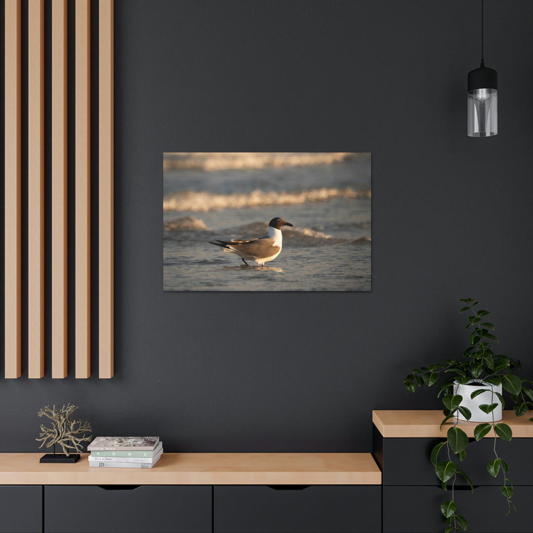 Laughing Gull in the Surf - Canvas