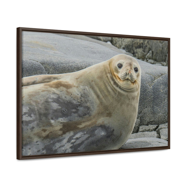 Weddell Smile - Canvas with Frame