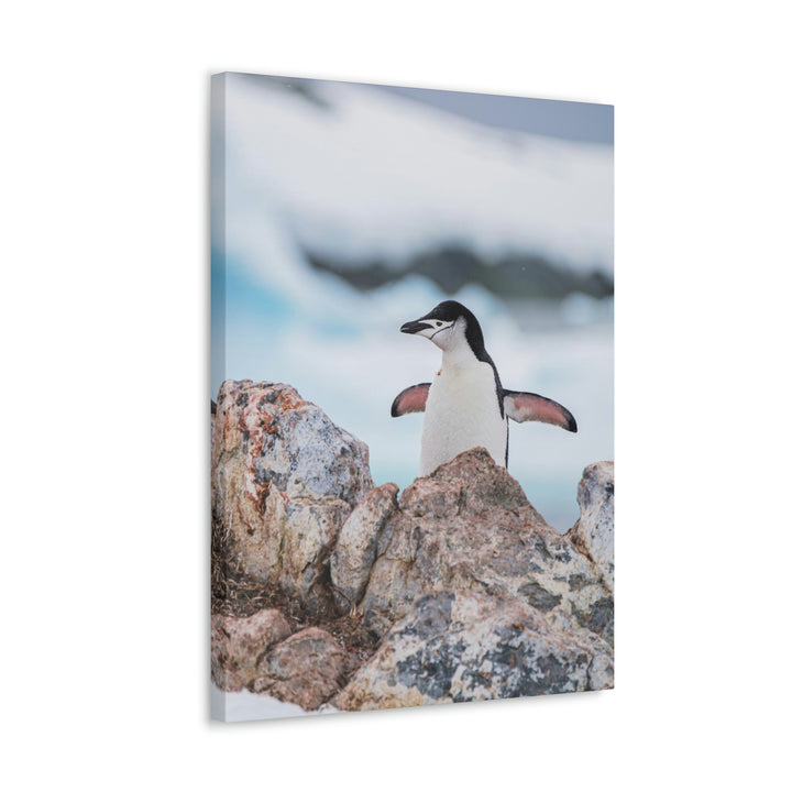 Stretched Penguin - Canvas