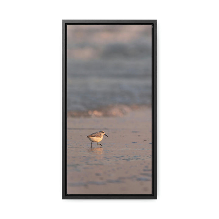 Sanderling in Soft Dusk Light - Canvas with Frame