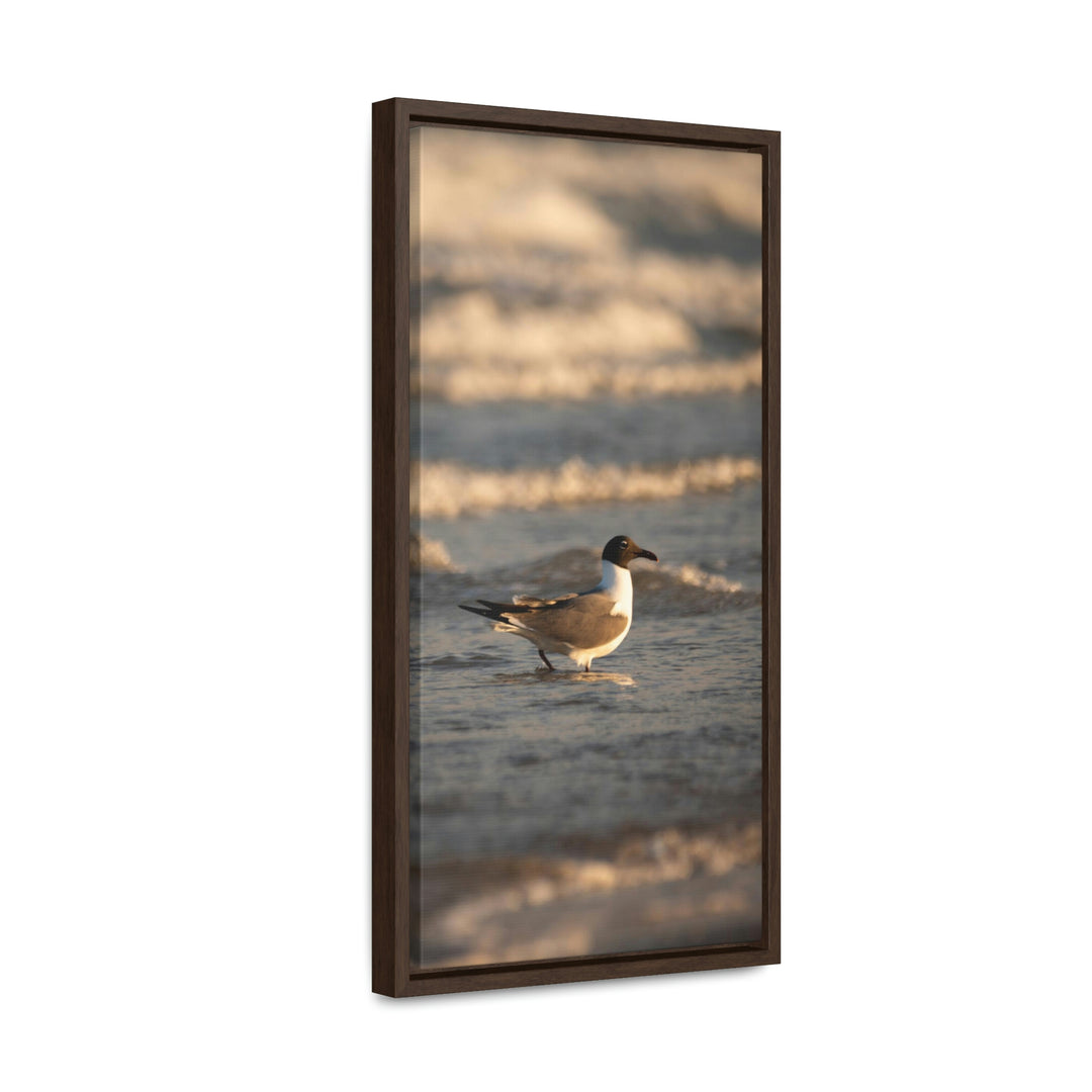 Laughing Gull in the Surf - Canvas with Frame