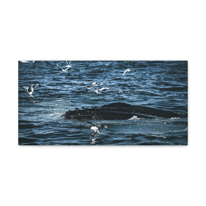 Humpback Hello - Canvas