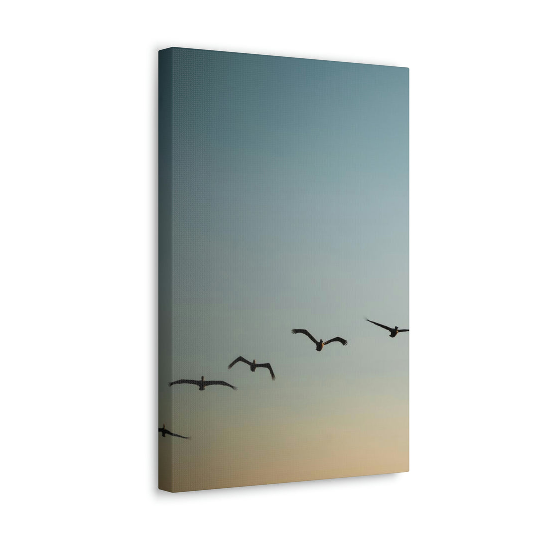 Brown Pelicans in Flight - Canvas