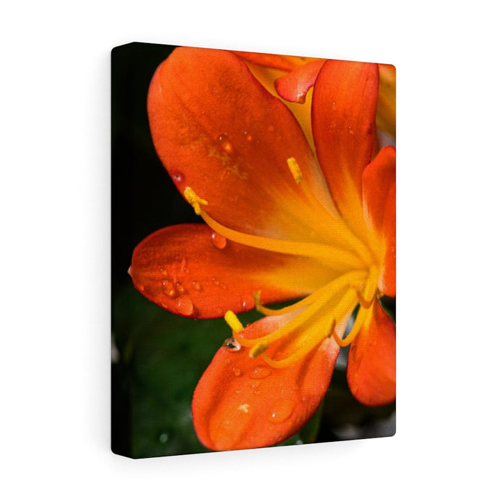 Bright Bush Lily - Canvas