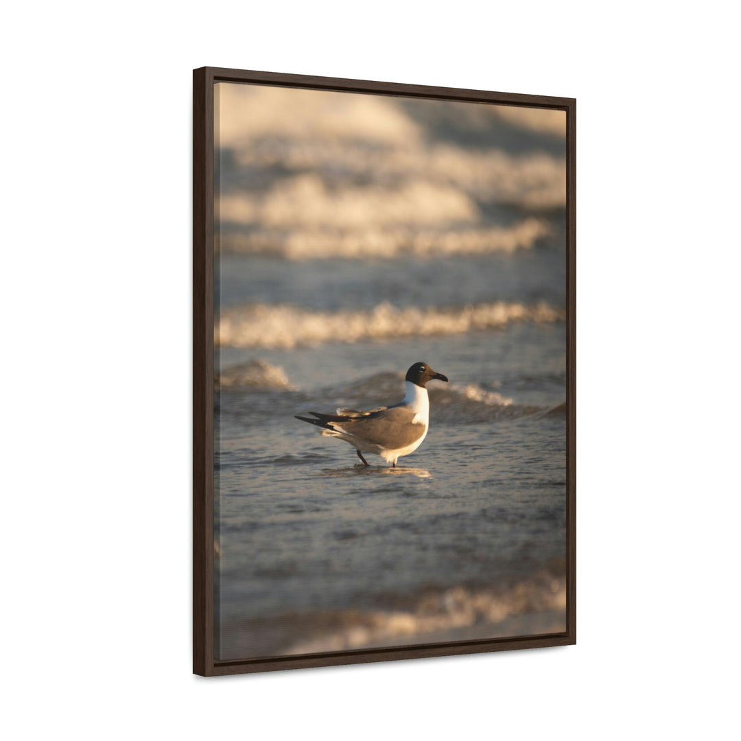 Laughing Gull in the Surf - Canvas with Frame