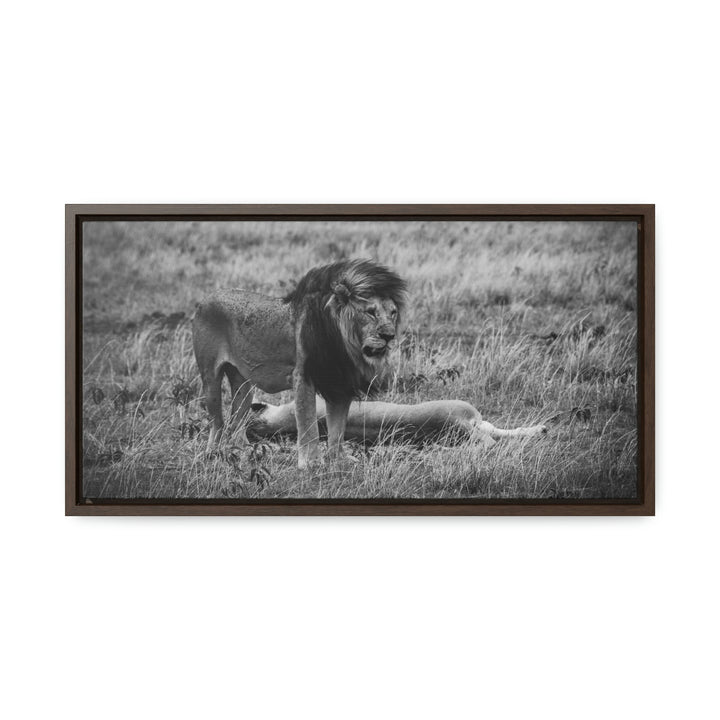 Mating Lions in Black and White - Canvas with Frame