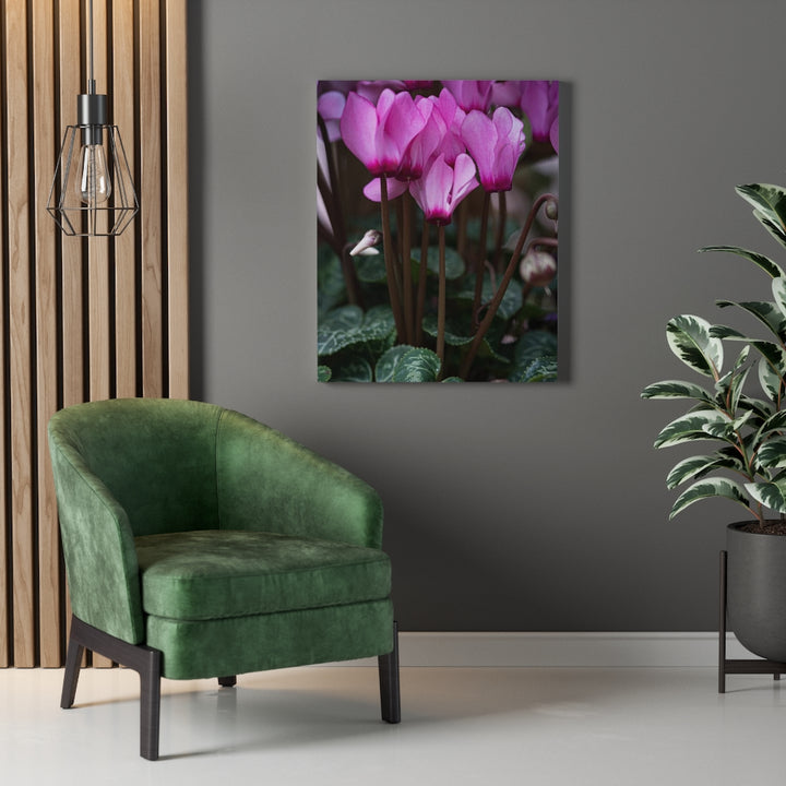 Cyclamen Reach - Canvas