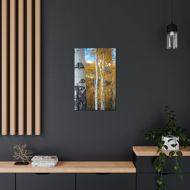 Aspens Changing - Canvas