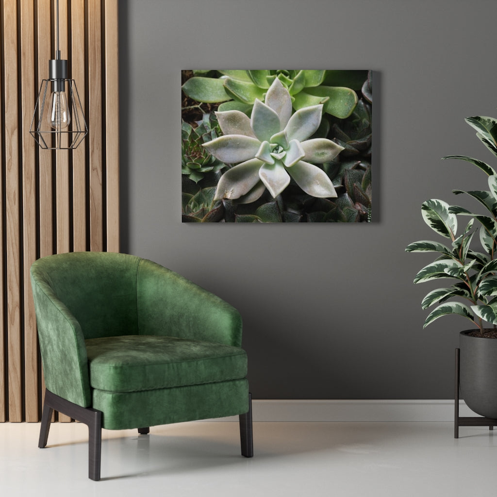 Succulent - Array - Canvas