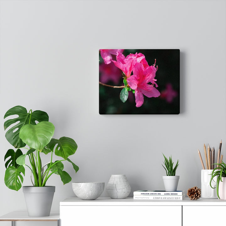 Standout Azalea - Canvas